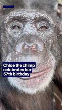 Chloe the chimp celebrates her 57th birthday #shorts