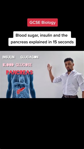 Understanding Blood Sugar, Insulin, and the Pancreas
