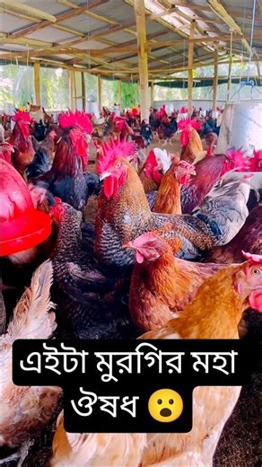 This is the great medicine for chickens 😮 / Village farming vlog