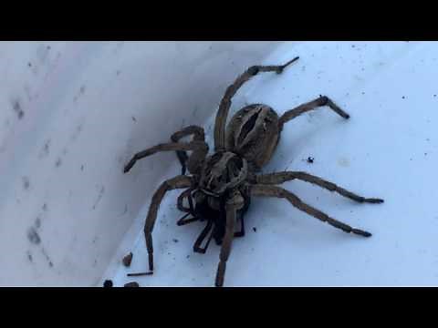 Wolf Spider Vs. Black Widow