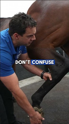 Horse Lameness Exam | Checking Joints for Pain and Inflammation
