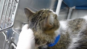 38 reactions · 34 shares | RESCUED BY PAWS CHICAGO! FOO FIGHTER &...