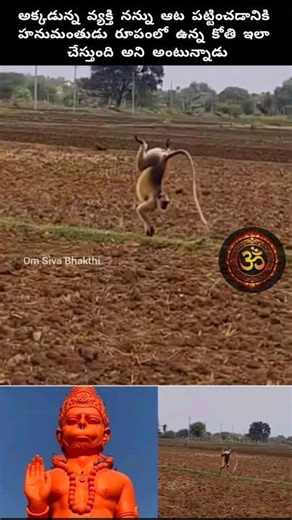 హనుమంతుడి రూపంలోని కోతి చేతులపై నడిచింది #hanuman #monkey #devotional #shiva #sriram #ram #hindugod