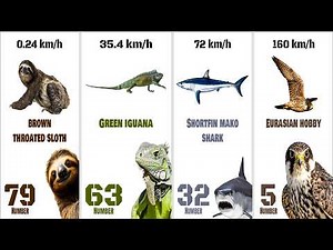 Animals Speed Comparison | From Slowest to Fastest | Ranked Video.
