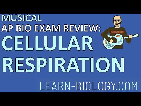 Cellular Respiration AP Bio Musical Review