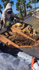 3.6M views · 69K reactions | THE BEE RESCUE FROM HELL  This took 12 long and excruciating hours! Because there was 140lbs of honeycomb, 3 stories high with 40 mph gusts of wind  #savethebees #bee #rescue #construction #roofing #contractor #SafetyFirst #animals #nature #bugs #honey #birds #insects | Mr. Mrs. Bee Rescue | Facebook