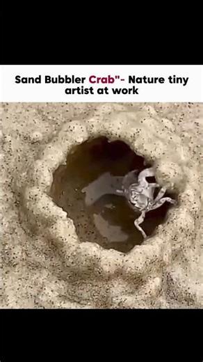 Nature’s Smallest Sand Architect