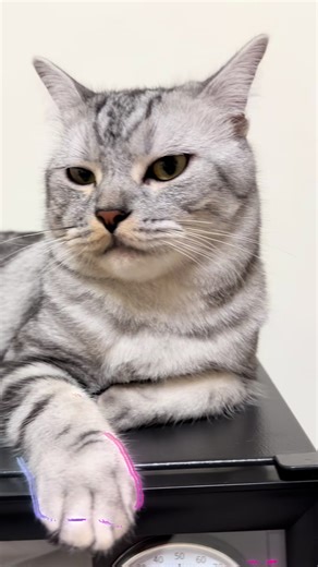 DAY3️⃣4️⃣9️⃣♥️♥️♥️ #cateye #foryou #cutecatsoftiktok #catoftheday #上熱門通知我