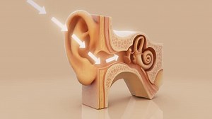 Conceptual 3D animation of an ear anatomy