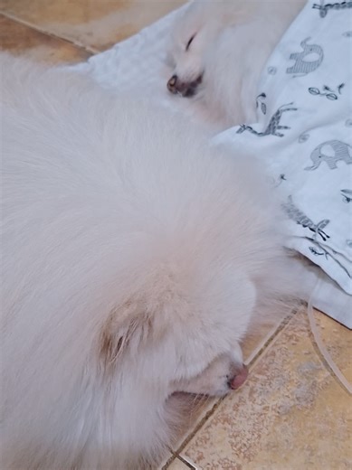 ang ganda pa rin ni mami tulad ng picture nila na natutulog ni baby mochi.. binigyan ko sila ng moment together kaya hinayaan ko nasa floor c mami para anytime pde siya puntahan ni mochi.. #haileymochi