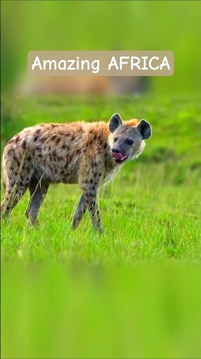 Amazing Africa | Animals and Nature 4K