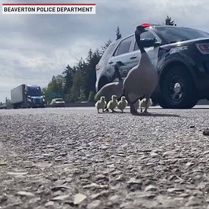 "BPD officers responded to the reports of a family of geese stuck on Hwy 26. The family was trapped on the Hwy between the concrete barriers. BPD officers responded and escorted the geese to the safety of a nearby pond." - Beaverton Police Department | The National Desk - TND