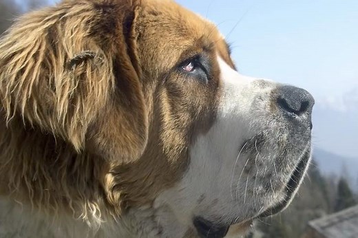 452K views · 1.3K reactions | Things everyone should know about Saint Bernards! | Mental Floss | Facebook