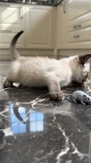 kitten chasing a toy mouse❤️ #aicat #shorts