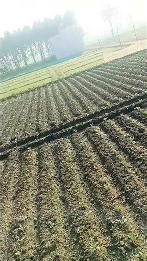 The Wildest Farming Practices From Around The World