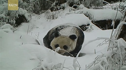 3.8M views · 2.9K reactions | Infrared footage from Giant Panda National Park in NW China's Gansu shows a pair of wild pandas courting and playing in the snow in February, nearly a month earlier than the usual March-May mating season. The behavior has significant scientific value. #panda #nature | CGTN | Facebook