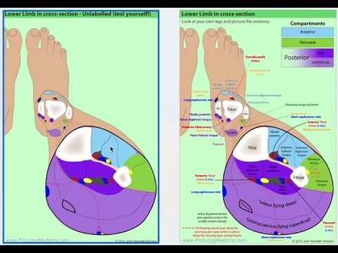 Anatomy of the in Leg Cross Section