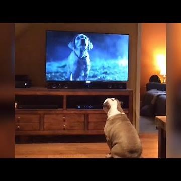 Bulldog Goes Crazy For Famous Super Bowl Ad