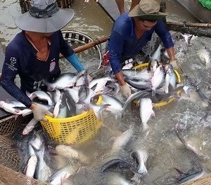 1.6M views · 11K shares | Fish Farming Business In India credit: Clips on | Agriculture Technology | Facebook