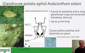 蚜虫识别Aphid identification