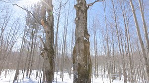 LeClair's Sugar Tree Farm