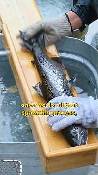 Landlocked Atlantic Salmon - Wild Broodstock Egg Take
