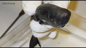 Sven Explains: New shark species discovered