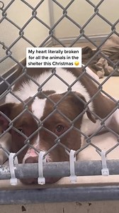 9.3K views · 603 reactions | Holidays are an emotional time  #dog #dogs #puppy #kitten #cats | Judith Coleman | Facebook