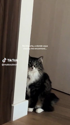 Chucky: No importa a donde vaya, Chucky me encontrará