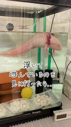 ウーパールーパーが泡を吐く様子を観察！曲との不思議な関係に注目