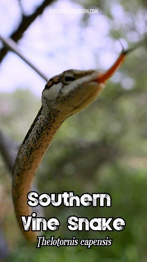 🐍 A Beautiful SOUTHERN VINE SNAKE reveals its RED TONGUE in slow-motion. 🐍 #venom #snake #snakes #herpetology #venomous #ReptileKeeper #SnakeWorld #snakebites #snakesofinstagram #snakebreeder #wildlifephotographer #wildlifeaddicts #wildlifelovers #wildlife #wildlifeplanet #wildlifeonearth #wildlifephotography #wildlifephoto #wildlifeconservation | Robert Wedderburn Productions