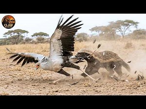 The Wild Kingdom: When Predator Becomes Prey | African Wildlife Documentary