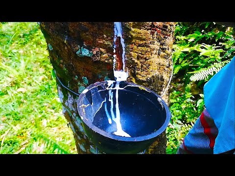 Natural Rubber Harvesting Sri Lanka | Tapping
