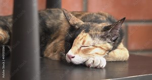 Cute chimera cat with two-toned face sleeping tightly on a chair with brick wall background. Furry feline snoozes and naps. Calm domestic pet life care concept.