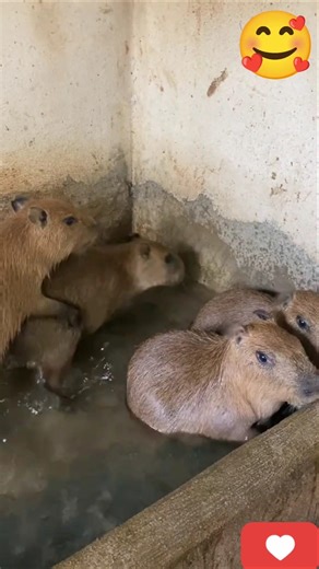 Baby capybaras playing in the pool 🩵 #capybara #capibara #capy #babycapybara #cute #love #viral