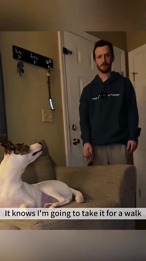 Dogs Across the Globe Eager to Play