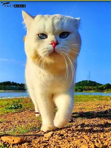 Why Cats Walk in Their Own Footsteps 🐾🐱 #shorts