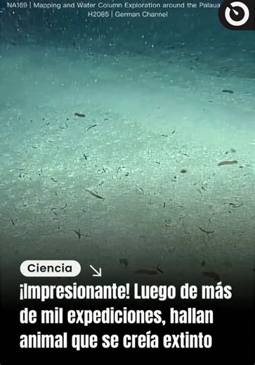 #viral_video Un buque de investigación del Ocean Exploration Trust documentó el avistamiento de cuatro ejemplares de Nautilus belauensis en el archipiélago de Palau, en el océano Pacífico occidental: no había sido visto en 15 años pese a más de 1.000 inmersiones con vehículos remotos.