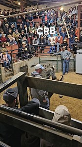 223K views · 1K reactions | Zebra sold at BH Horse CO Livestock Auction in Martinsburg Pa. #livestockauction #zebra #countryroadbidding #viralvideoシ | Country Road Bidding | Facebook