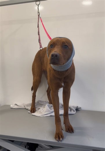 Grooming a Red Fox Labrador: Tips and Tricks