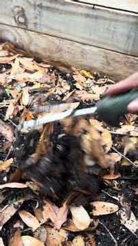 Doing my red potatoes in the front yard bed. Adding rabbit fertilizer to the soils of my vegetables
