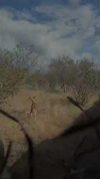 Impala Capture