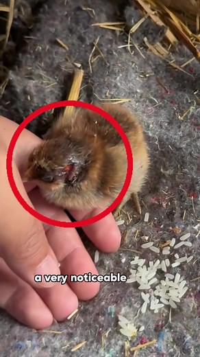 Rescued Chick Rejected by Mom Finds New Owner as Caregiver