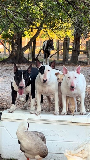 Bull Terrier Famili: La Alegría de Tener un Bull Terrier