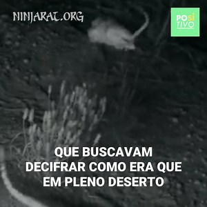 No árido deserto do Arizona, a espécie animal com menor taxa de mortalidade são os ratos ninja. Os cientistas não sabiam como explicar os números e resolveram filmá-los durante a noite para conseguir descubrir como era que estes roedores venciam as temidas e venenosas cobras. Quer ajudar outras investigações como esta? Entre aqui: https://www.ninjarat.org/help-us-out-1 Créditos: www.ninjarat.org | Positivo