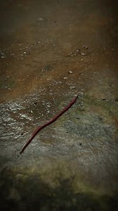 Earthworms Lumbricus Rubellus Isolated Decomposing Animals Stock Footage Video (100% Royalty-free) 3456699411 | Shutterstock