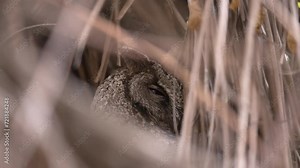 Collared scops owl, adult, and owlet on the nest, close-up and slow motion