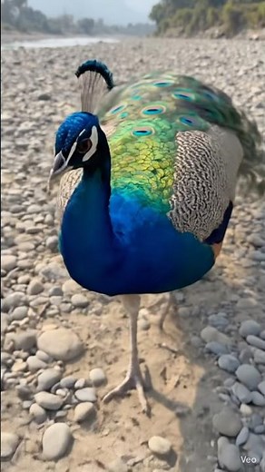 BEAUTIFUL PEACOCK AT RIVERSIDE #peacock #nationalbird #birds
