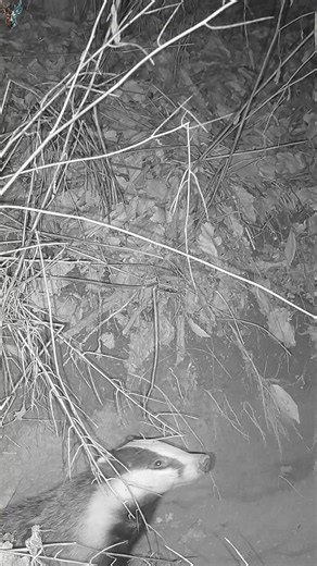 Badger digs at night: watch the claws work