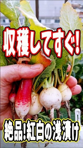 Freshly picked radishes are the ultimate treat! How to make delicious lightly pickled radishes #s...